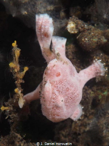 pink frogfish by J. Daniel Horovatin 